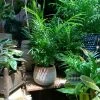 Feng Sway LIVE PLANTS Bella Palm ~ Live Plant