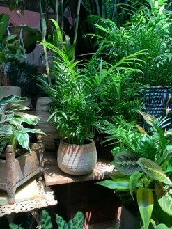 Feng Sway LIVE PLANTS Bella Palm ~ Live Plant