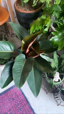 FENG SWAY PRE-ORDER FOR PICK UP 10" Philodendron Rojo ~ Live Plant LIVE PLANTS