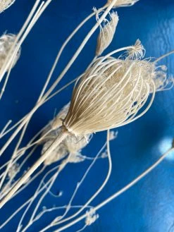Feng Sway Dried White Fennel Flower Bundle DRIED FLORALS + FEATHERS