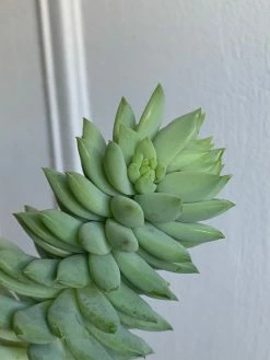 Feng Sway 3” Cacti + Succulent ~ Live Plants