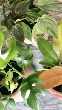 Feng Sway LIVE PLANTS RARE Red Velvet Philodendron Mican ~ Live Plant