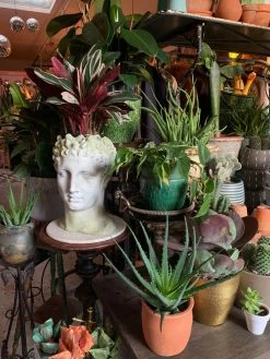 FENG SWAY PRE-ORDER Medicinal Aloe ~ Live Plant