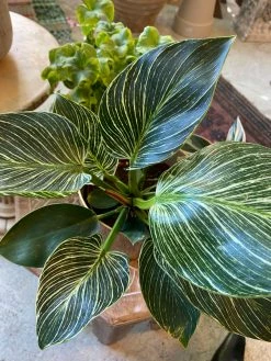 FENG SWAY Rare Birkin Philodendron ~ Live Plant LIVE PLANTS