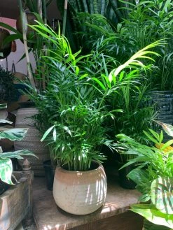 Feng Sway LIVE PLANTS Bella Palm ~ Live Plant