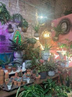 Feng Sway Exclusive ALL RITUAL Guadalupe Rave Light