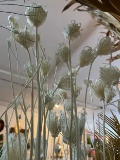 Feng Sway Dried White Fennel Flower Bundle DRIED FLORALS + FEATHERS