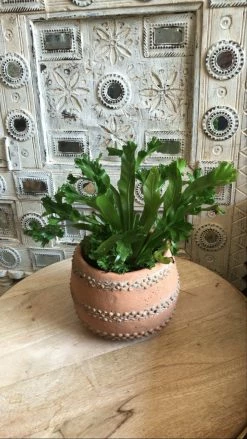 Feng Sway PRE-ORDER Flame Fern ~ Live Plant LIVE PLANTS