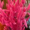 Feng Sway Hot Pink Dried Bunny Tail Grass Bundle DRIED FLORALS + FEATHERS