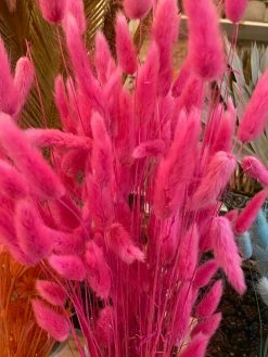 Feng Sway Hot Pink Dried Bunny Tail Grass Bundle DRIED FLORALS + FEATHERS