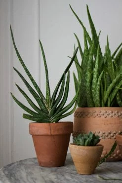 Feng Sway Mexican Terra Cotta 'Bumpy' Pot 4-5