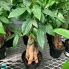 FENG SWAY LIVE PLANTS PRE-ORDER Braided Money Tree ~ Live Plant