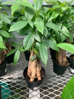 FENG SWAY LIVE PLANTS PRE-ORDER Braided Money Tree ~ Live Plant