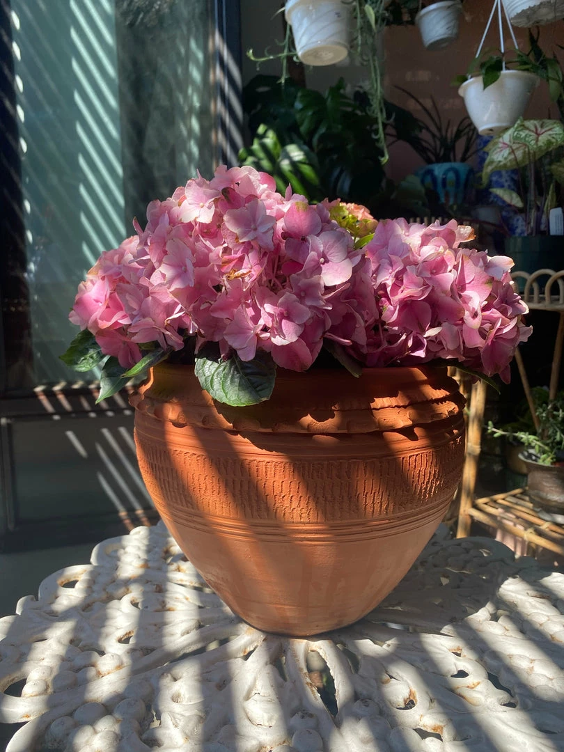 Feng Sway Exclusive 6-7" POTS Textured Terra Cotta Pots ~ Two Sizes 8 Feng Sway Exclusive 6-7" POTS Textured Terra Cotta Pots ~ Two Sizes