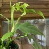 FENG SWAY RARE Philodendron Minima ~Live Plant