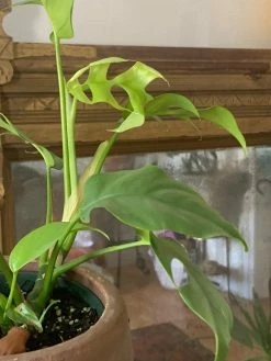 FENG SWAY RARE Philodendron Minima ~Live Plant