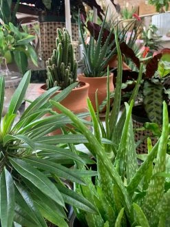 Feng Sway Hedgehog Aloe ~ Live Plant LIVE PLANTS
