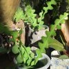 Feng Sway Ric Rac Cactus ~ Live Plant LIVE PLANTS