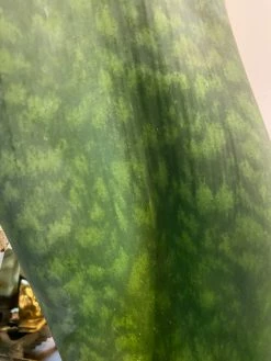 Feng Sway RARE Whale Tail Snake ~ Live Plant