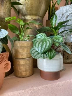 Feng Sway Stogie Pots ~ 3 Sizes 4-5