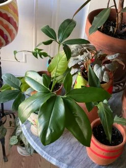 Feng Sway PICK UP ONLY RARE Philodendron Goeldii ~ Live Plant LIVE PLANTS